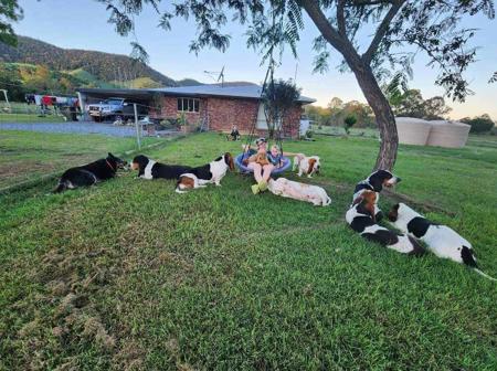 Basset Hound for sale by THELMAE