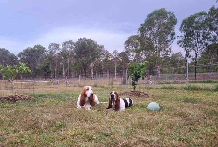 Basset Hound for sale by THELMAE