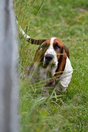 Basset Hound for sale by THELMAE