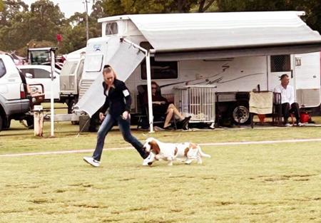 Basset Hound for sale by THELMAE