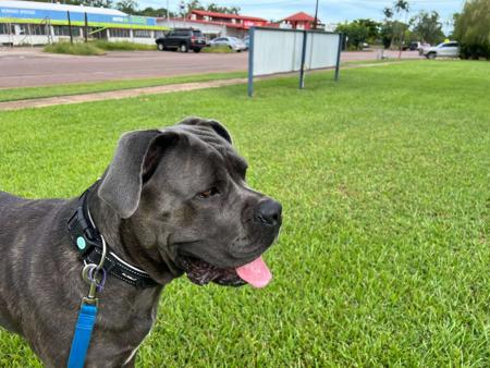 Cane Corso for sale by DREAMCORSONT