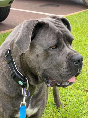 Cane Corso for sale by DREAMCORSONT