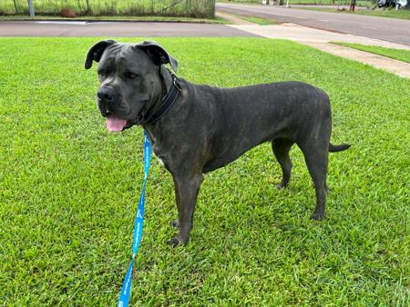 Cane Corso for sale by DREAMCORSONT