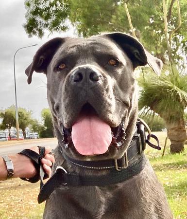 Cane Corso for sale by DREAMCORSONT