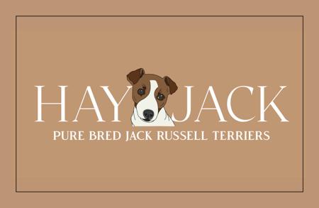 Jack Russell Terrier for sale by HAYJACKJACKRUSSELLS