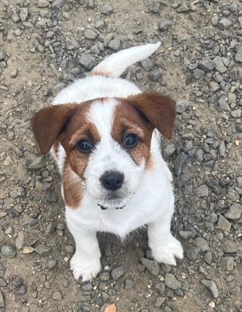 Jack Russell Terrier for sale by HAYJACK