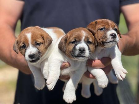 Jack Russell Terrier for sale by HAYJACK