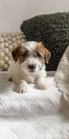 Jack Russell Terrier for sale by HAYJACK