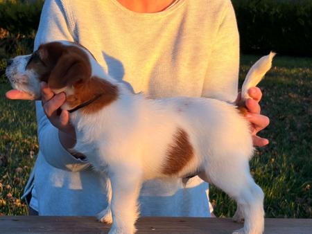 Jack Russell Terrier for sale by HAYJACK