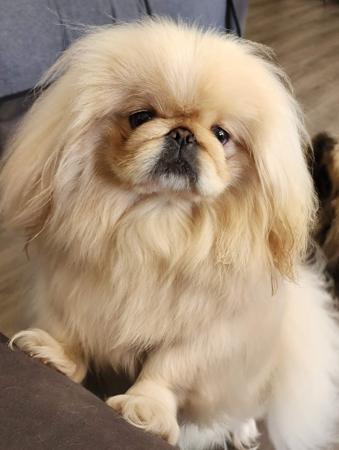 Pekingese for sale by SNEQUEPEQUE