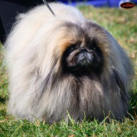 Pekingese for sale by SNEQUEPEQUE