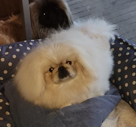 Pekingese for sale by SNEQUEPEQUE