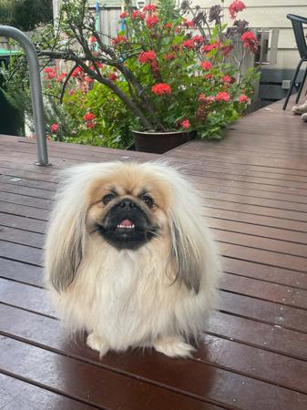 Pekingese for sale by SNEQUEPEQUE