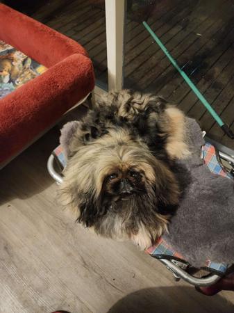 Pekingese for sale by SNEQUEPEQUE