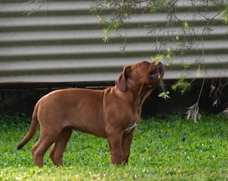 Redsomore Molly Malone (AI) Dogue de Bordeaux