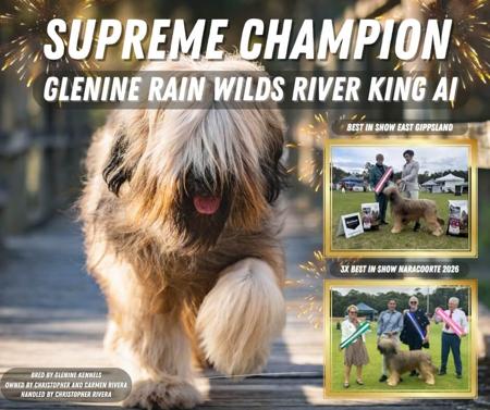 Superme Champion Glenine Rain Wilds River King (AI) Briard
