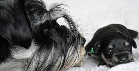 Schnauzer (Miniature) for sale by TRUEBEC