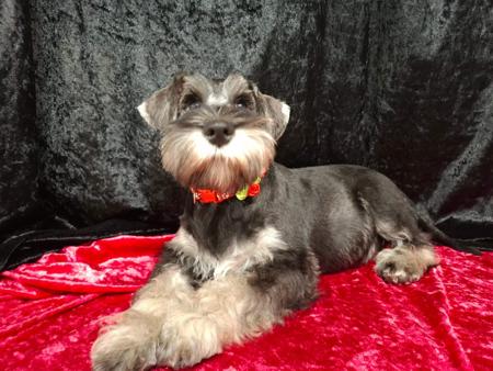 Schnauzer (Miniature) for sale by TRUEBEC