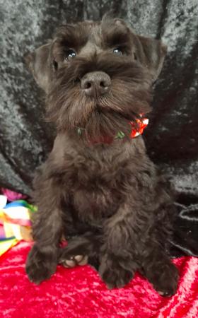 Schnauzer (Miniature) for sale by TRUEBEC