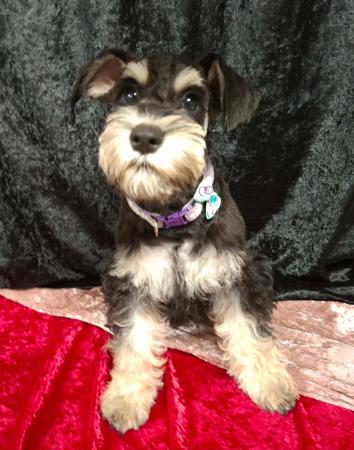 Schnauzer (Miniature) for sale by TRUEBEC