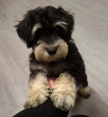 Schnauzer (Miniature) for sale by TRUEBEC