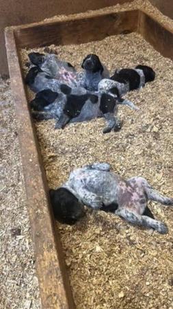 German Shorthaired Pointer puppy for sale by BUNINYONGPOINTERS