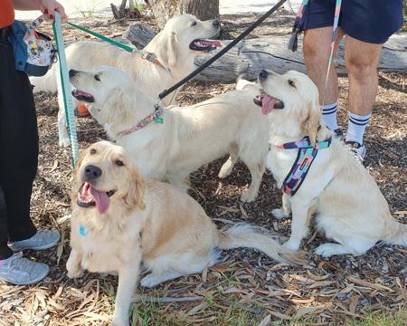 Golden Retriever for sale by HEVNSENT