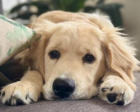 Golden Retriever for sale by HEVNSENT