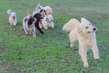 Golden Retriever for sale by HEVNSENT
