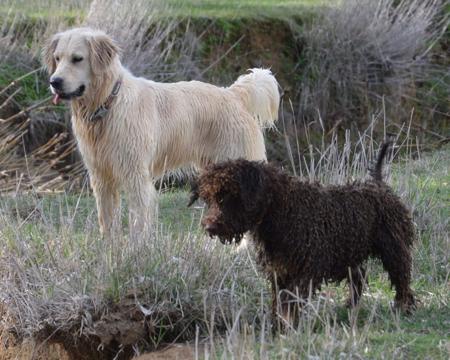 Golden Retriever for sale by HEVNSENT