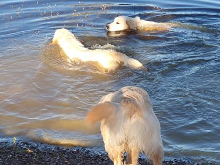 Golden Retriever for sale by HEVNSENT