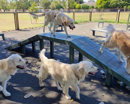 Golden Retriever for sale by HEVNSENT