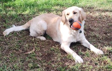 Golden Retriever puppy for sale by HEVNSENT
