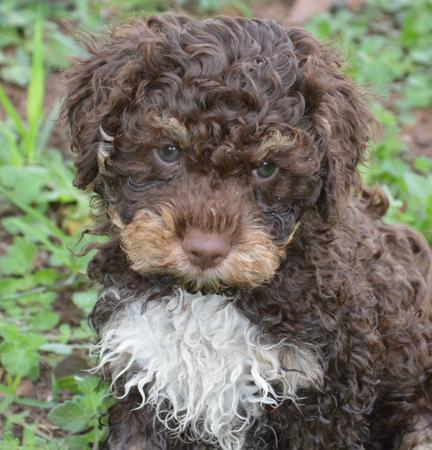 Lagotto Romagnolo puppy for sale by HEVNSENT