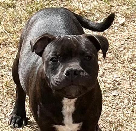 Staffordshire Bull Terrier puppy for sale by SOOKALOTT