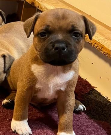 Staffordshire Bull Terrier puppy for sale by SOOKALOTT