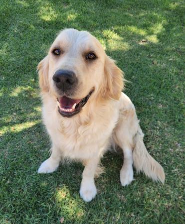 Golden Retriever for sale by COODUSBLU