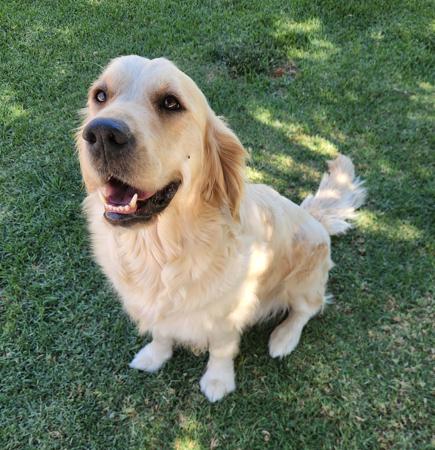 Golden Retriever for sale by COODUSBLU