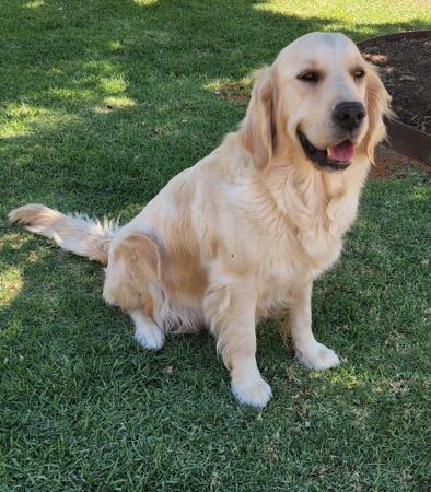 Golden Retriever for sale by COODUSBLU