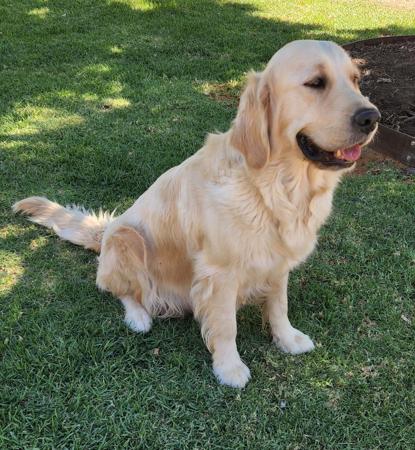Golden Retriever for sale by COODUSBLU