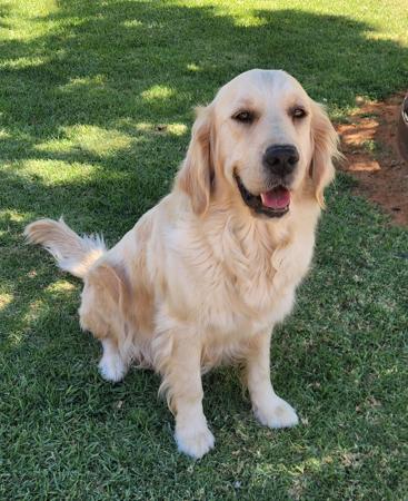 Golden Retriever for sale by COODUSBLU