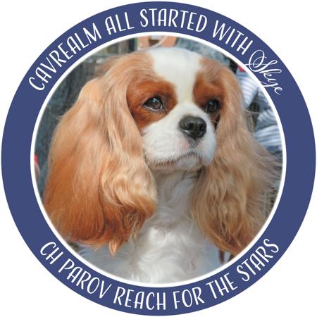 Cavalier King Charles Spaniel for sale by RAIJNE