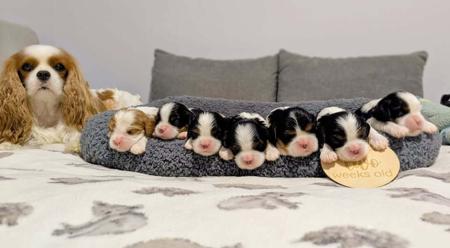 Cavalier King Charles Spaniel for sale by CAVREALM