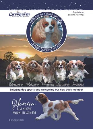 Cavalier King Charles Spaniel for sale by CAVREALM