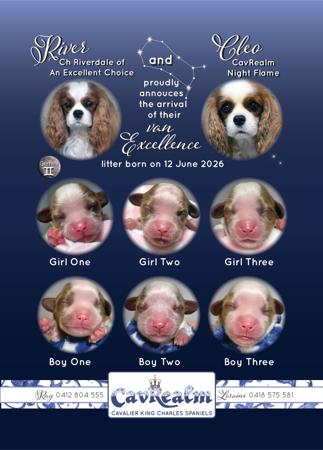 Cavalier King Charles Spaniel puppy for sale by RAIJNE