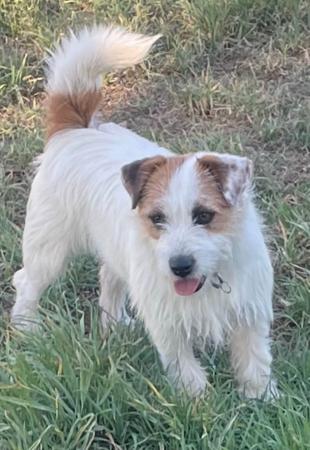 Jack Russell Terrier for sale by ALBANYDOWNS