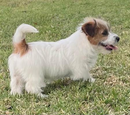 Jack Russell Terrier for sale by ALBANYDOWNS