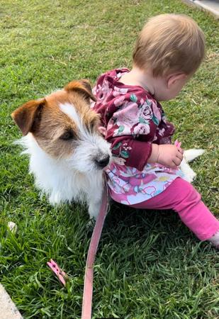 Jack Russell Terrier for sale by ALBANYDOWNS