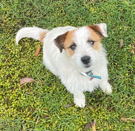 Jack Russell Terrier for sale by ALBANYDOWNS