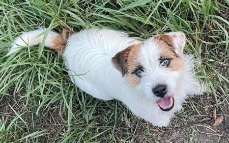 Jack Russell Terrier for sale by ALBANYDOWNS